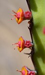 Euphorbia heterochroma v tsavoensis Kasigau GPS183 Kenya 2014_1627.jpg